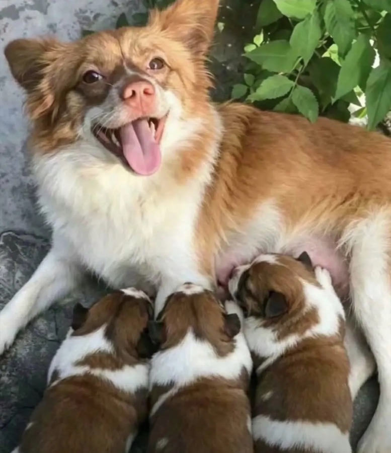 Wang Wang, a small brown-and-white dog, lying down and smiling while her three puppies nurse.
